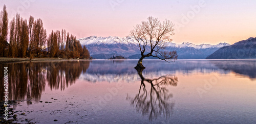 The Willow tree at Lake Wanaka New Zealand