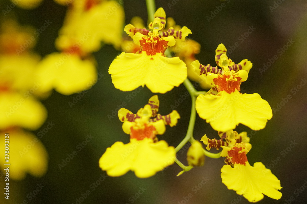 Yellow Orchid focus blurred for flower background, view of kandyan dancer orchid (Oncidium sphacelatum) blossom with focus blurred. Yellow Orchid focus blurred for flower background, view of kandyan dancer orchid (Oncidium sphacelatum) blossom with focus blurred.