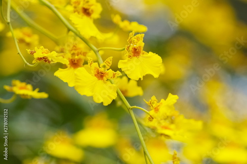 Yellow Orchid focus blurred for flower background  view of kandyan dancer orchid  Oncidium sphacelatum  blossom with focus blurred.