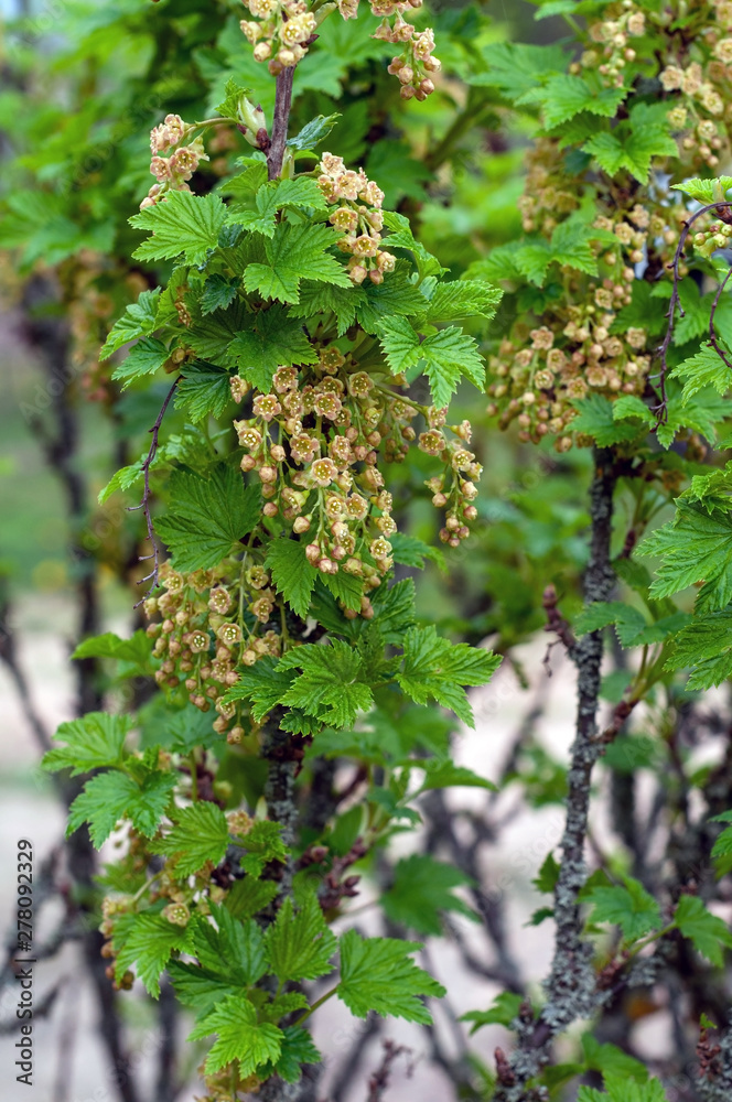 Flowering red currants (Ribes rubrum), branches of the bush covered with large buds Flowering red currants (Ribes rubrum), branches of the bush covered with large buds