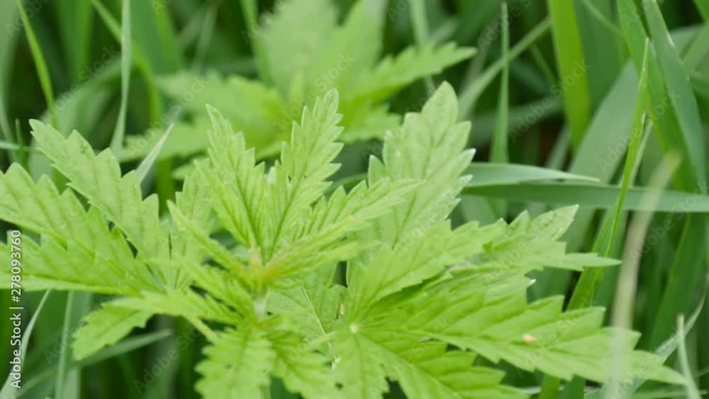 Leaves of young and wild hemp swing from the wind. Sheet of cannabis or marijuana plant in the field