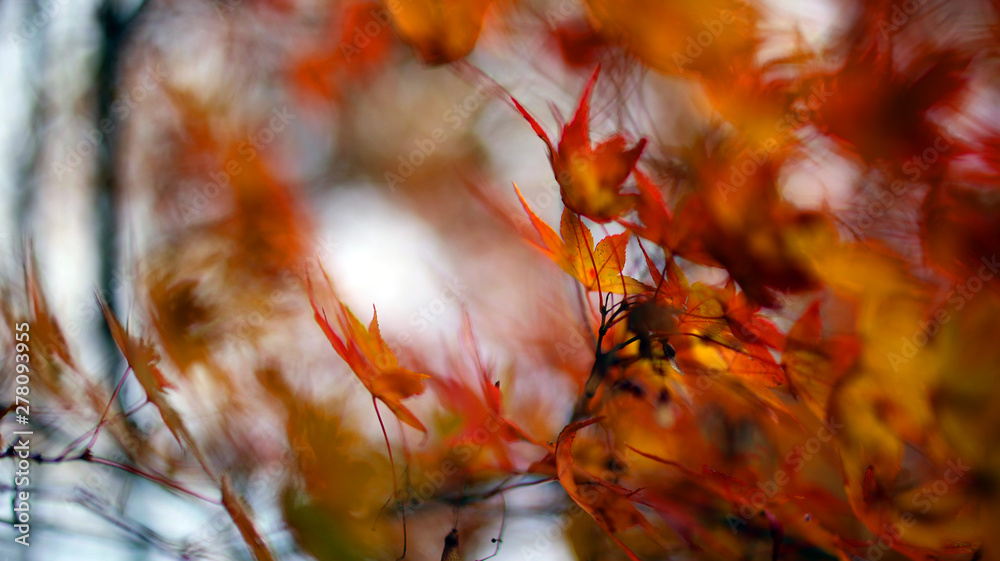 Colores de Otoño en Japón