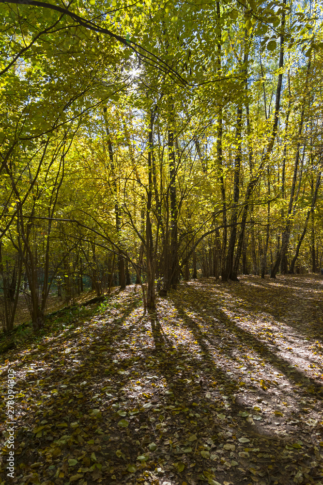 Obraz premium Footpath in the forest park.