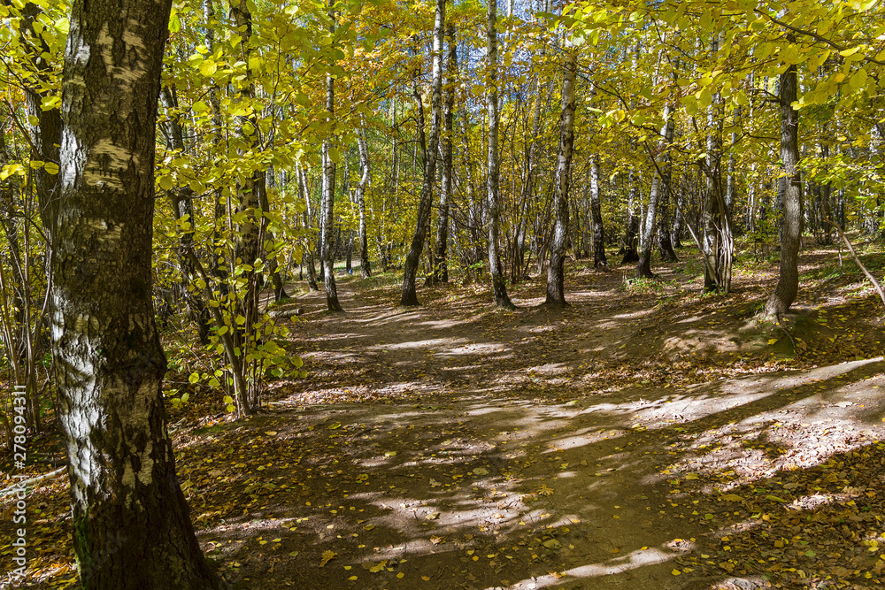 Obraz premium Footpath in the forest park.