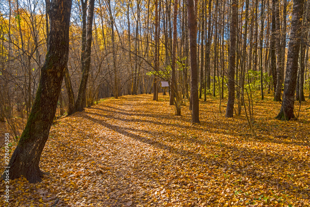 Fototapeta premium Autumn in the forest park.