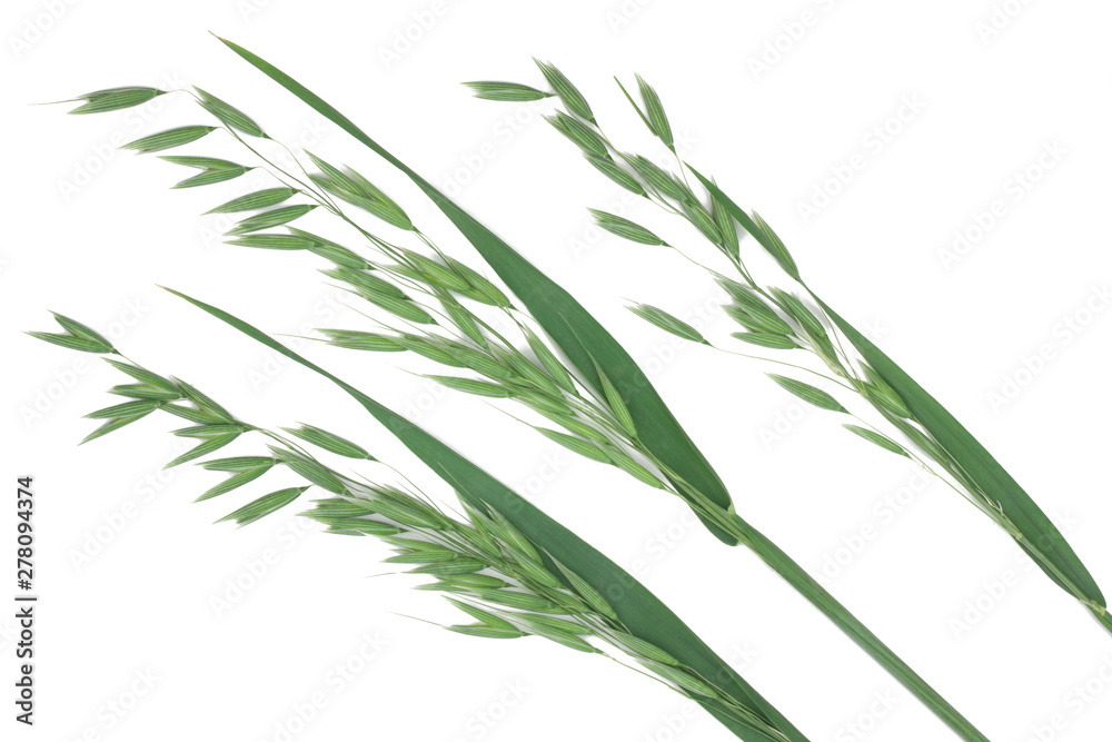 Green oat ears isolated on white background Green oat ears isolated on white background
