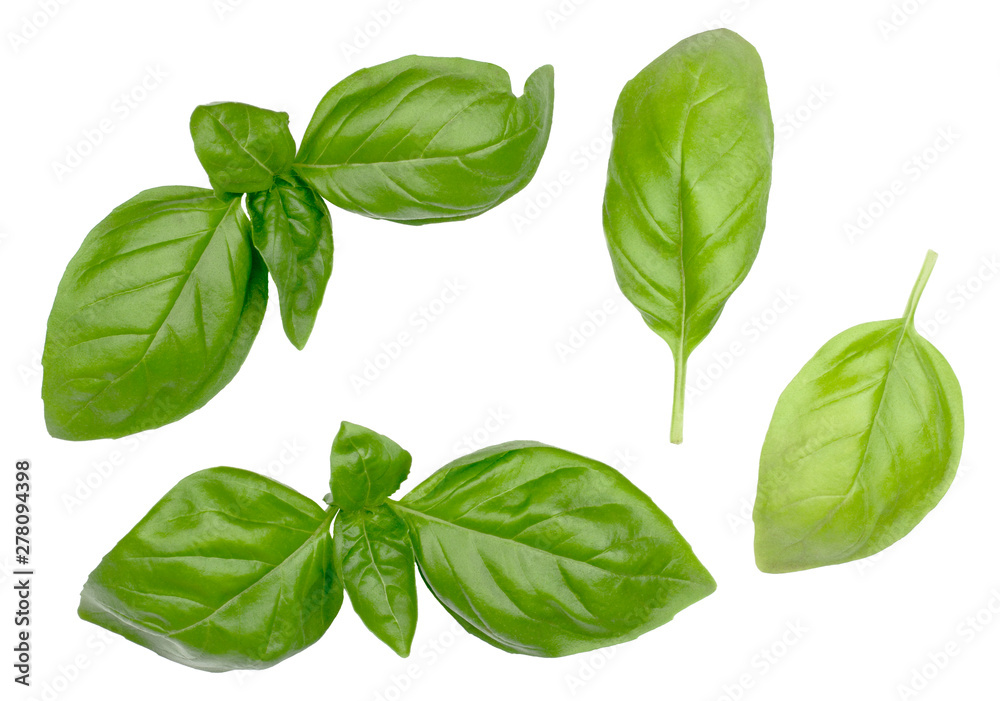Leaves of Basil isolated on white, top view Leaves of Basil isolated on white, top view