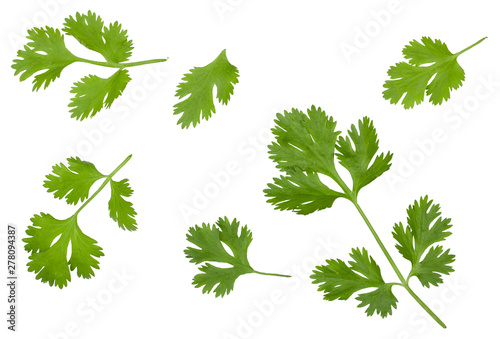 Cilantro isolated on white, top view.