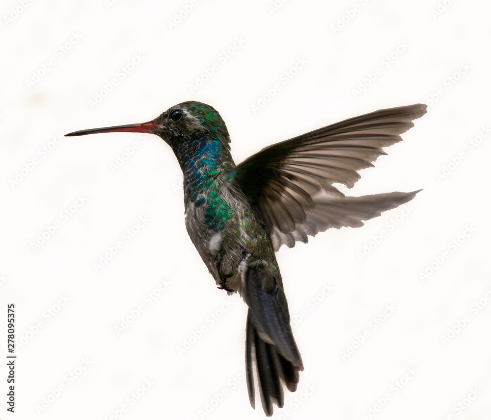 isolated hummingbird in flight, iridiscent blue and green, wings wide openned, white background