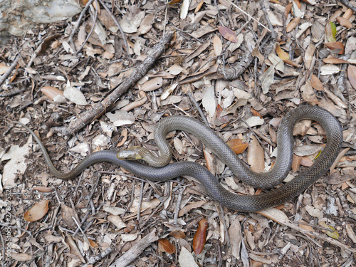 closeup photography of a snake Zamenis longissimus, Aesculapian snake, picture taken at Montseny near Barcelona Spain.