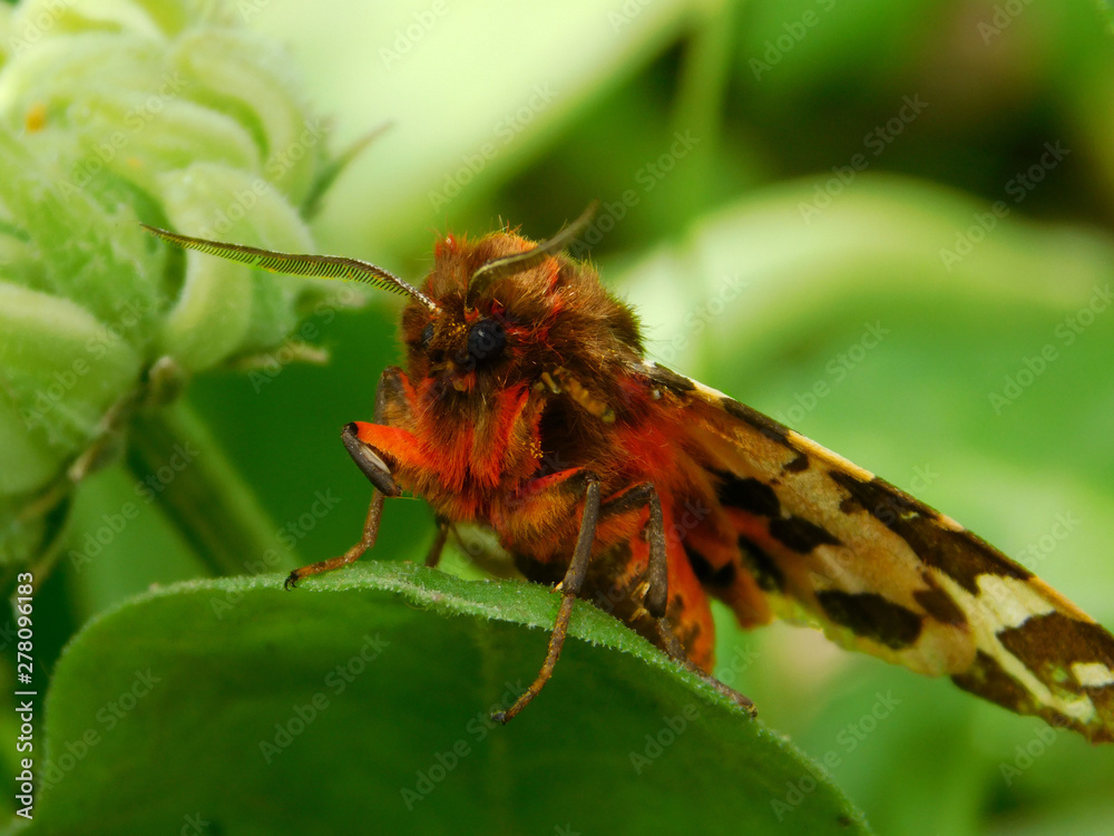 Naklejka premium insect moth sitting on a leaf macro photography