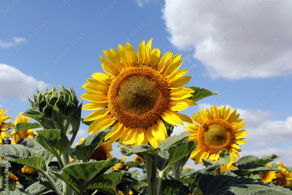 yellow sunflower