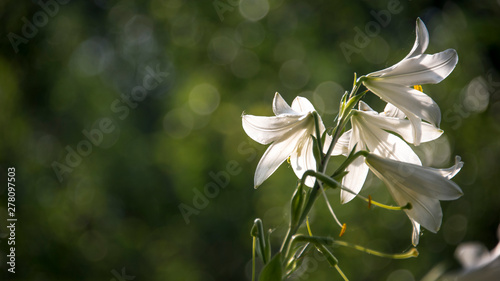 White, delicate flower with a pungent odor.Lily, close-up.White lily in full juice.The bright rays of the sun illuminate the gentle, charming God's creation.A gentle, elegant image.