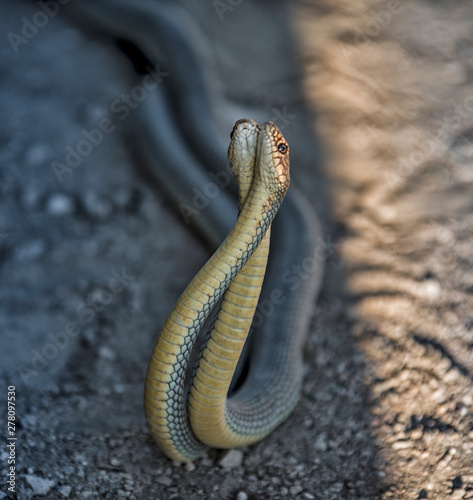 Two snakes in courtship
