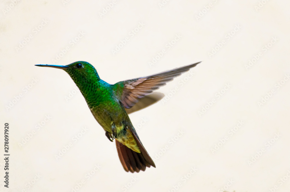 Fototapeta premium hummingbird in flight, iridiscent green, brown and yellow