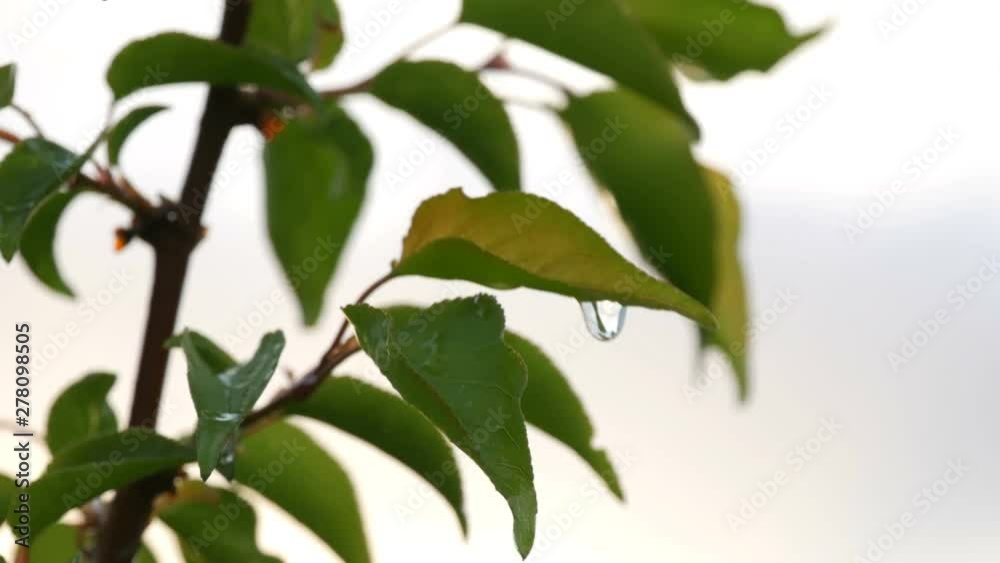 Picturesque scene of a young green leaf apricots tree after the rain in setting sun. Raindrops water on the branch in the spring or in the summer close up view Picturesque scene of a young green leaf apricots tree after the rain in setting sun. Raindrops water on the branch in the spring or in the summer close up view
