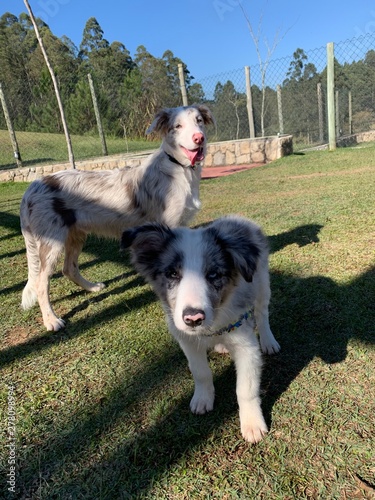Border Collie