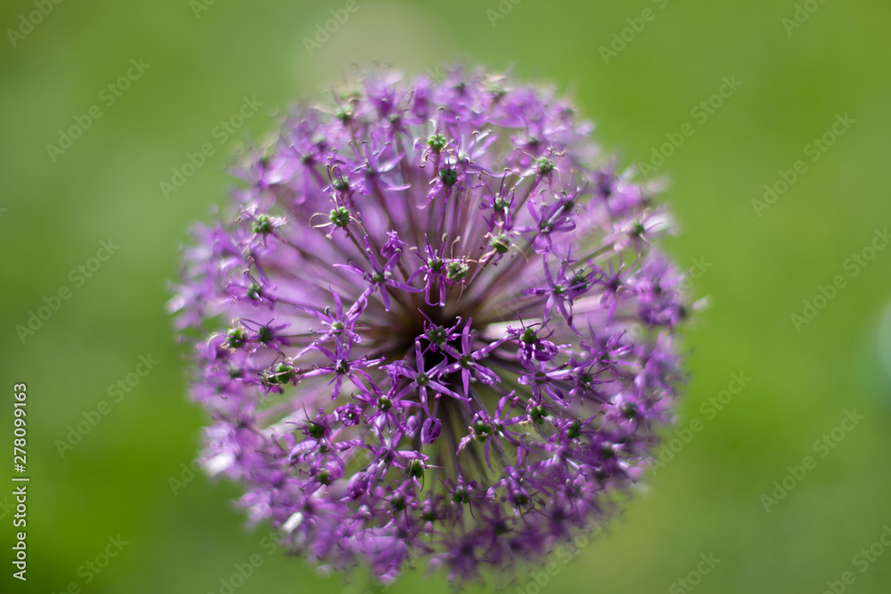 bee on flower bee on flower