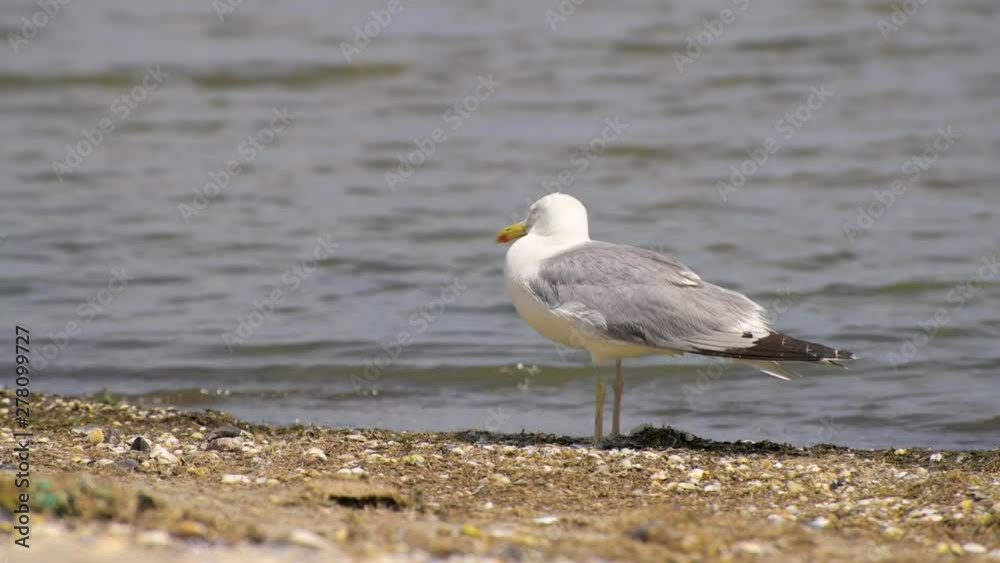 Sea gull - closeup of one bird stands on wild beach near sea Sea gull - closeup of one bird stands on wild beach near sea