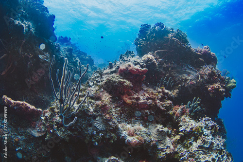 COZUMEL, MEXICO: underwater reef in Cozumel. Corals under blue waters. photo