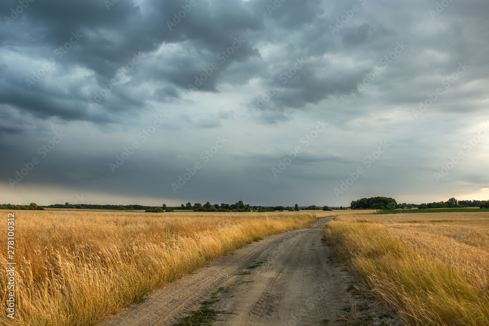 Sandy road through fields with grain and cloudy sky