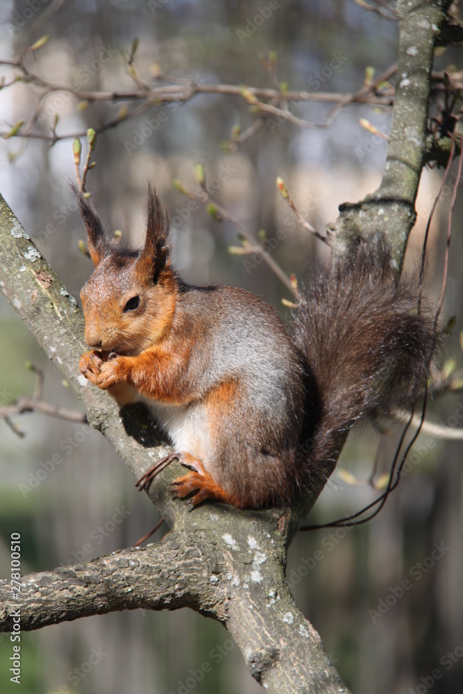 Fototapeta premium Неотсортированное Unassorted