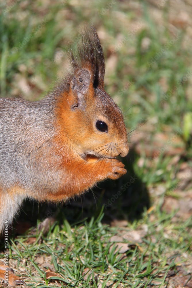 Fototapeta premium Неотсортированное Unassorted