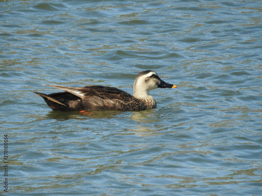 Fototapeta premium カモ