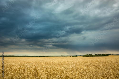 Field with grain and a cloudy rainy sky