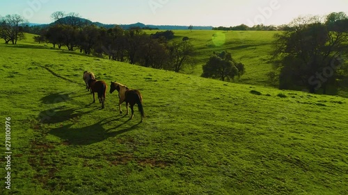 Horses Pasturing on a Country side Aerial View Green Grass Live stock Mountains and Lakes day 