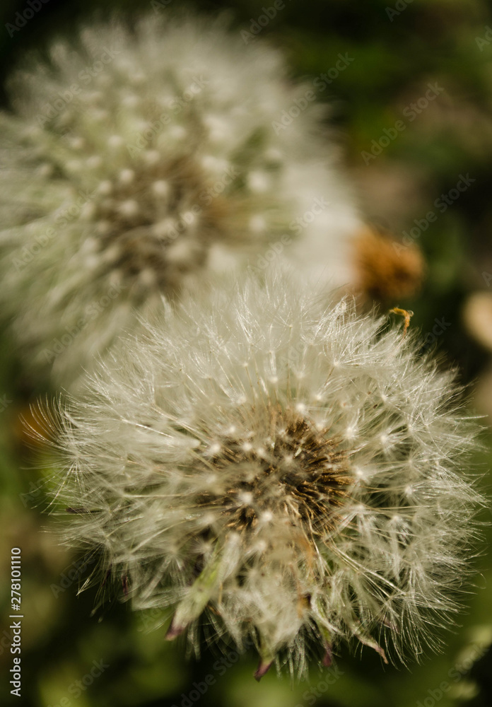 Obraz premium fluffy dandelion