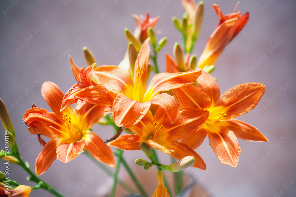 Fototapeta premium Beautiful blooming lilies closeup. Bright orange flowers
