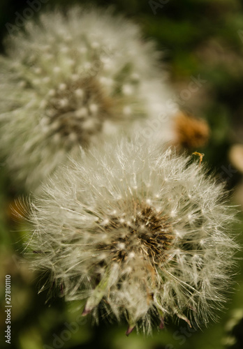 fluffy dandelion