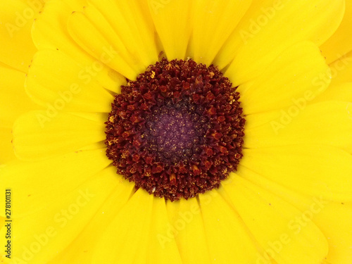 Yellow Daisy outdoors in the sunshine