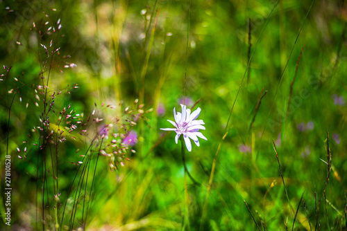 Wild flowers on the Carpathian Mountains