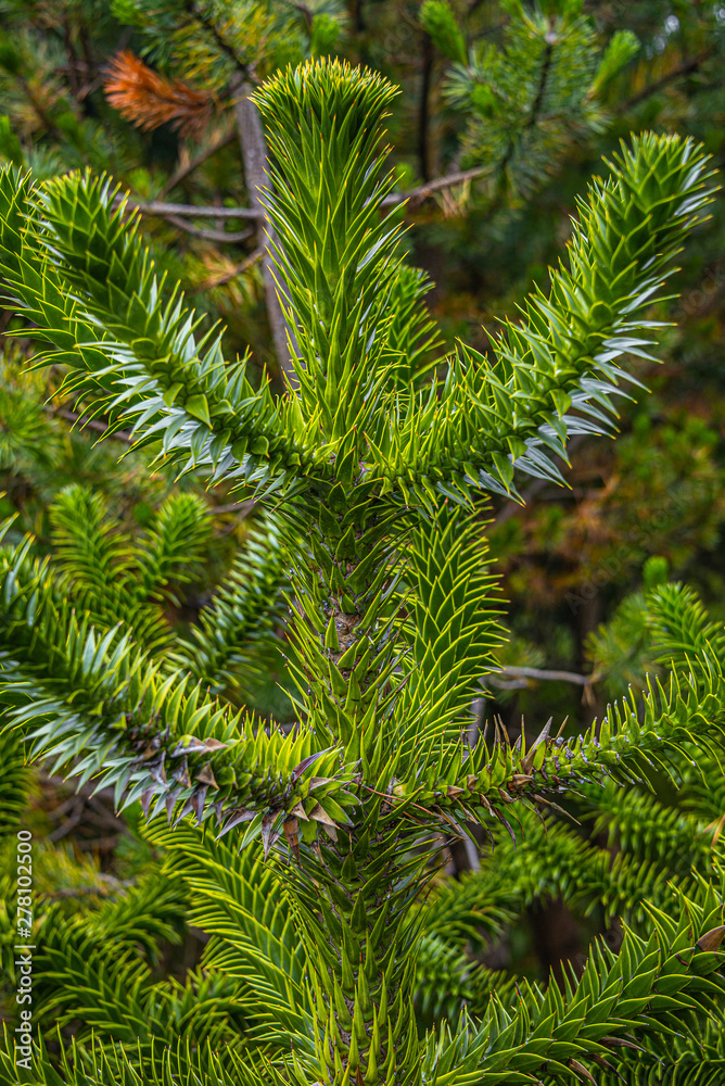 Evergreen magical Araucaria tree growing in forests of Faroe Islands