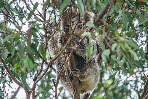 Koala auf einem Eukalyptus Baum in Victoria Australien photo