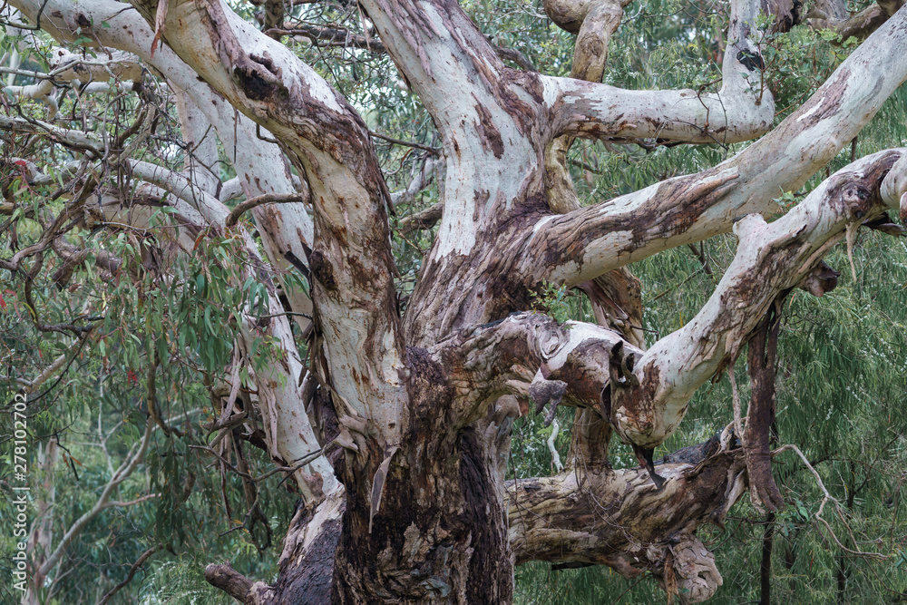 Ein alter Eukalyptusbaum an der Great Ocean Road in Victoria Australien