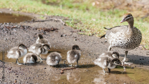 Ente mit Babys an einer Wasserpfütze in Victoria Australien photo