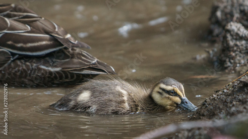 Eine Ente mit Jungtieren an der Great Ocean Raod in Australien photo