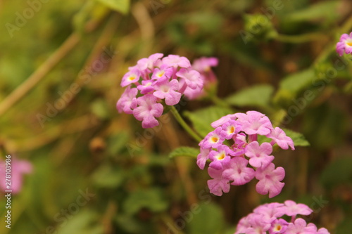 Indian Purple flower-Taken on Canon DSLR with no editing