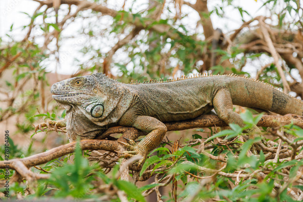 A huge elderly green iguana lies on a tree A huge elderly green iguana lies on a tree