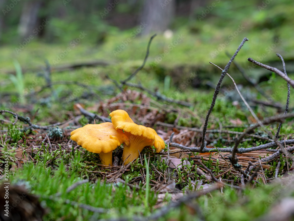in forest mushroom with blur background in forest mushroom with blur background
