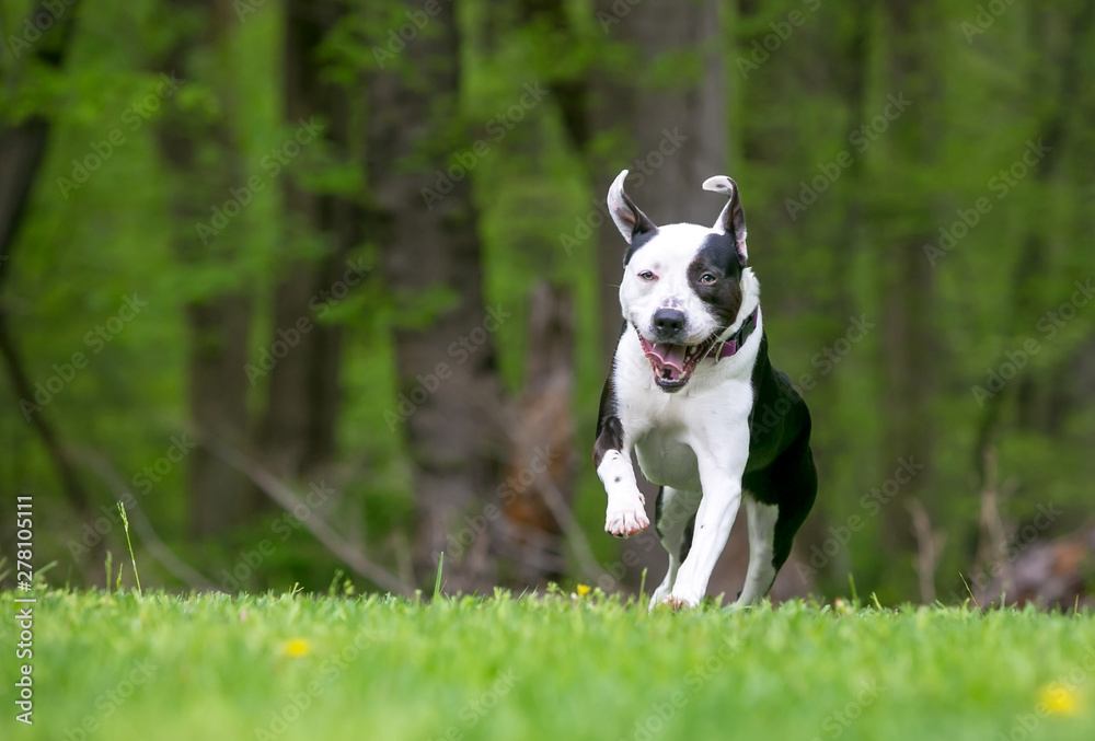 A happy black and white mixed breed dog running and playing outdoors