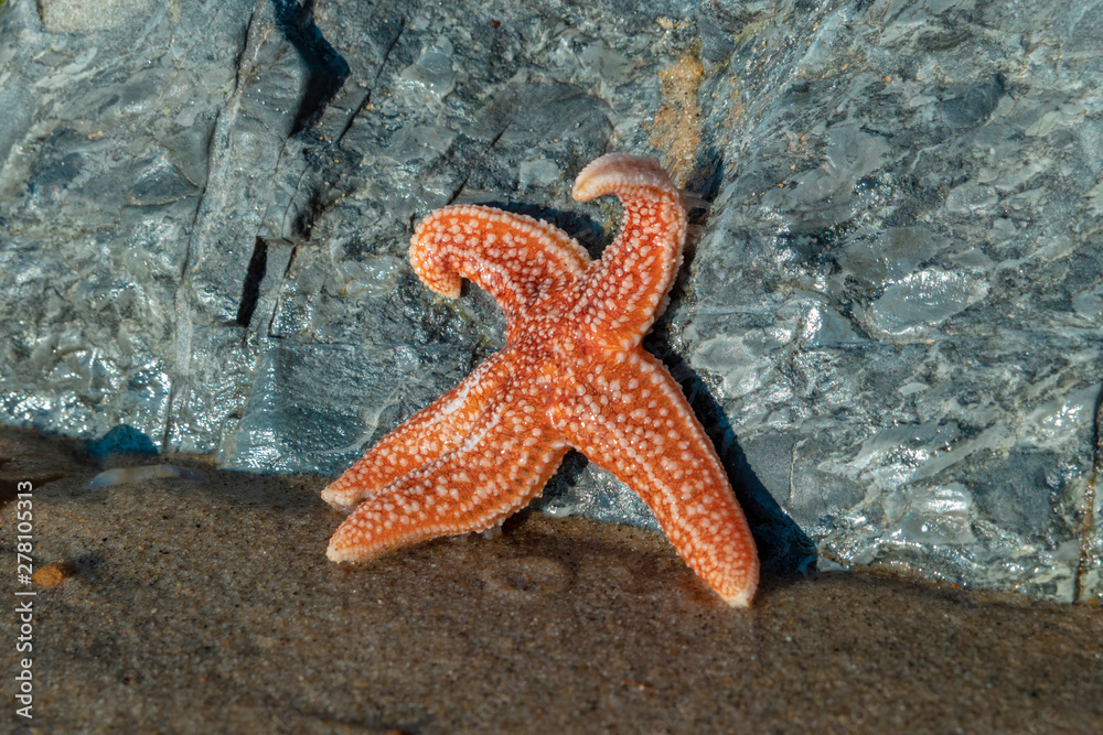 red starfish on a beach in the sun beckons red starfish on a beach in the sun beckons
