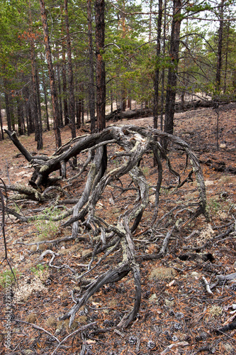 Fancy curved tree roots. Snag in the forest. Trunks of coniferous trees around. Needles and cones on the ground.
