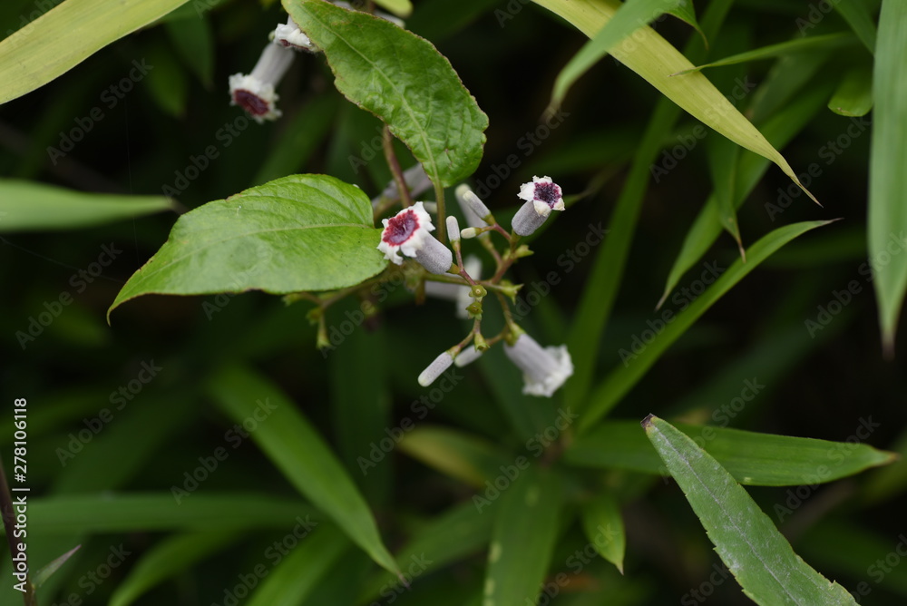 Skunk vine (Paederia scandens) flowers / Skunk vine is also a medicinal plant with a bad smell in its leaves and stems.