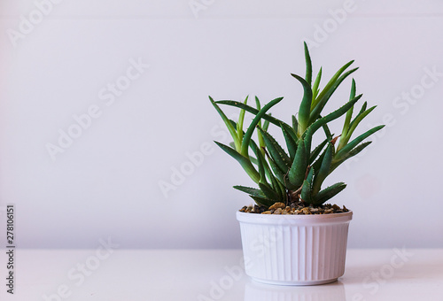 planta ornamental para decoracion, planta suculenta