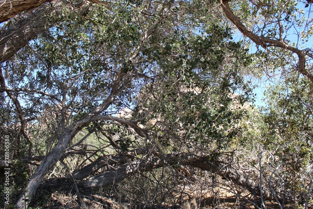 QUERCUS CORNELIUSMULLERI, commonly Mullers Oak, Southern Mojave Desert