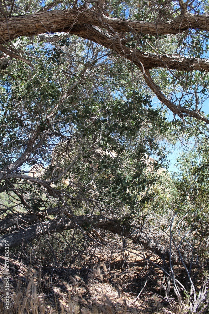 Fotografia do Stock QUERCUS CORNELIUSMULLERI, commonly Mullers Oak